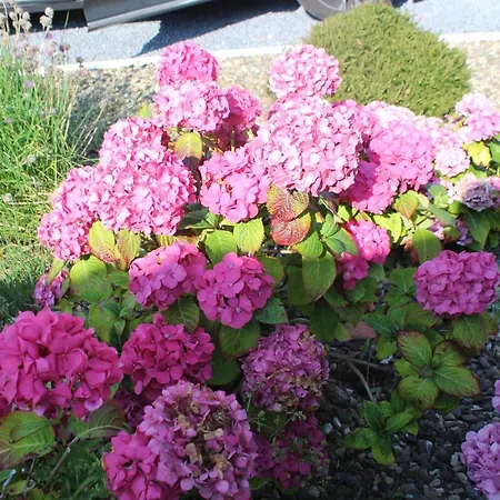 別荘 Dolphin Watch