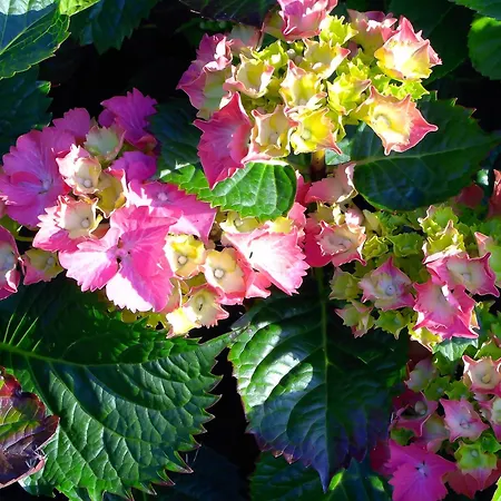 Dolphin Watch Дом отдыха