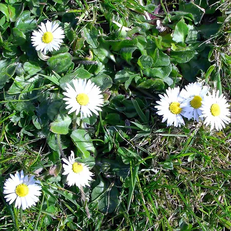 Дом отдыха Dolphin Watch *