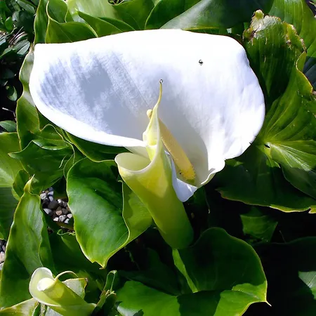 בית נופש Dolphin Watch Fanore