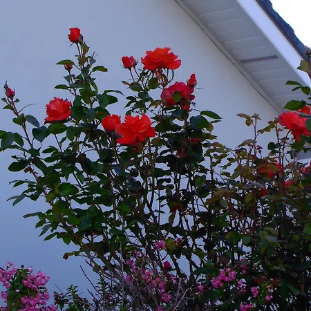 Dolphin Watch * Fanore