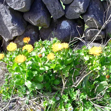 Dolphin Watch 別荘 *