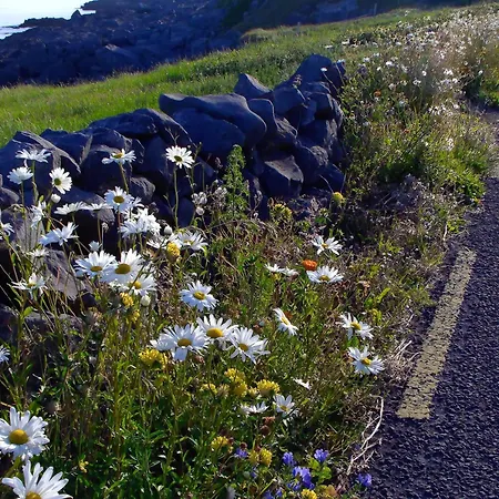 Dolphin Watch 別荘