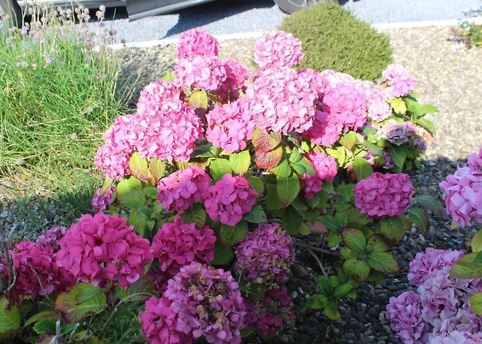 度假居 Dolphin Watch