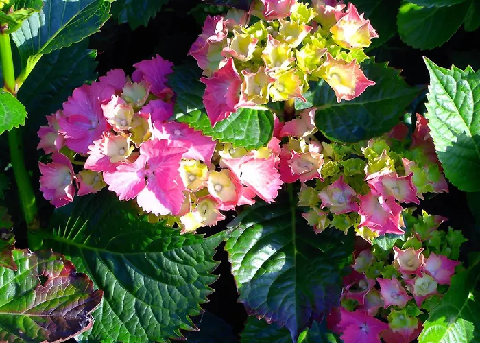 Dolphin Watch Дом отдыха