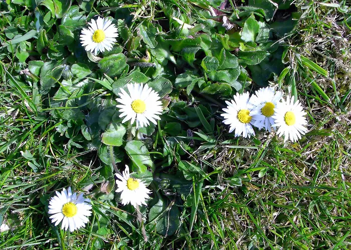 度假居 Dolphin Watch *