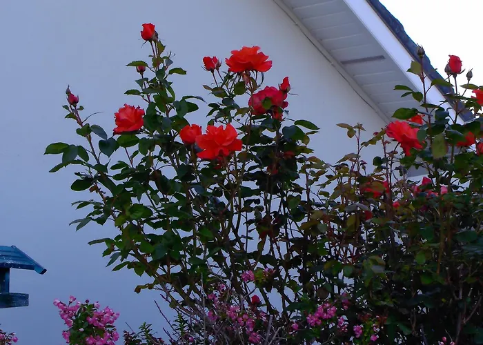 Dolphin Watch * Fanore