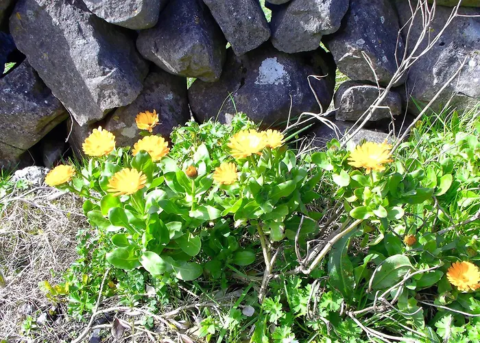 Dolphin Watch Vakantiehuis *